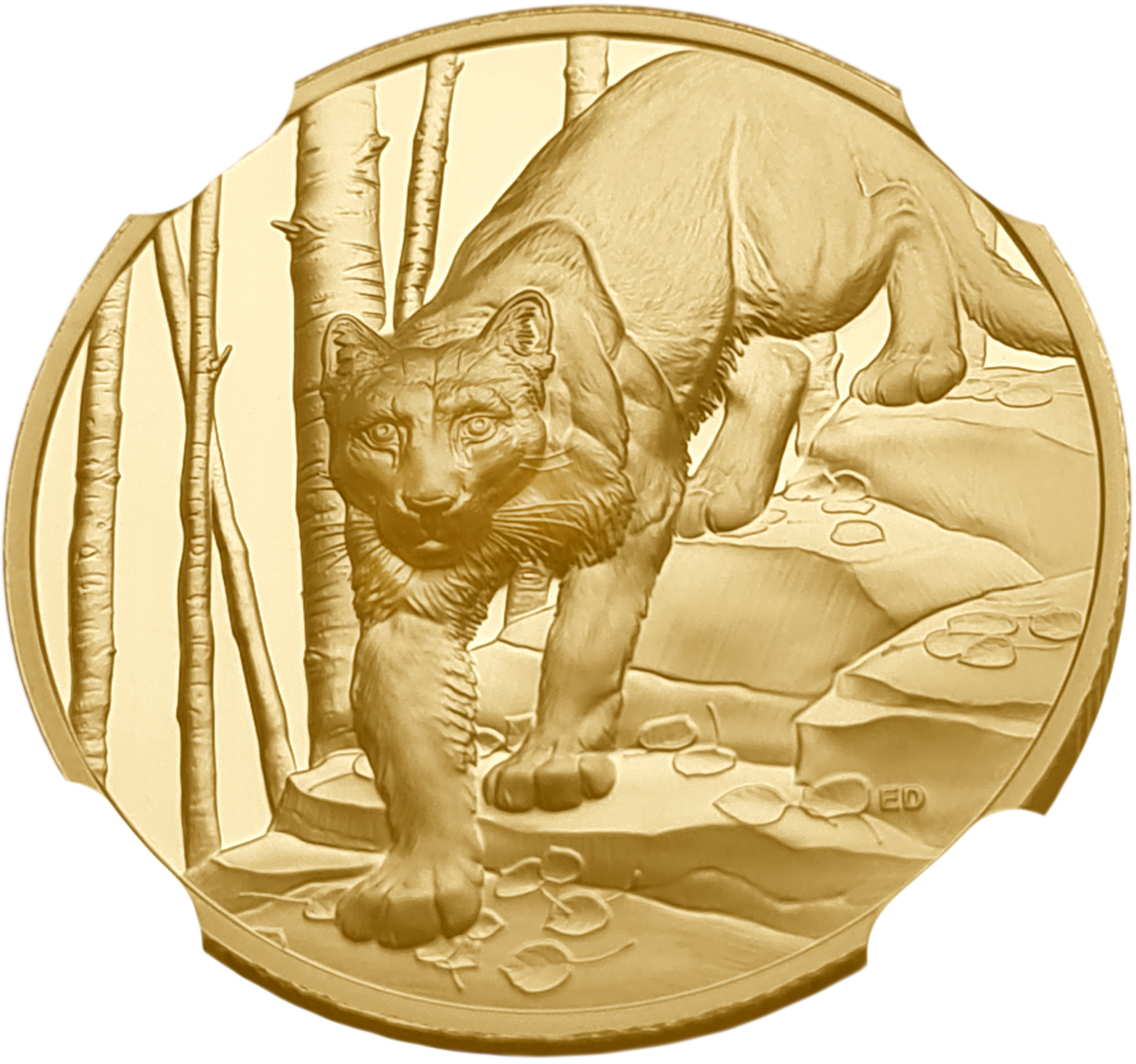 картинка Канада. 200 Долларов 2024 г. Золото. 31.16 г*0.9999 1.0017 oz. Пума! Тираж 400 Экз! Ультравысокий рельеф! Слаб NGC PF 70 ULTRA CAMEO! от магазина Одежда+