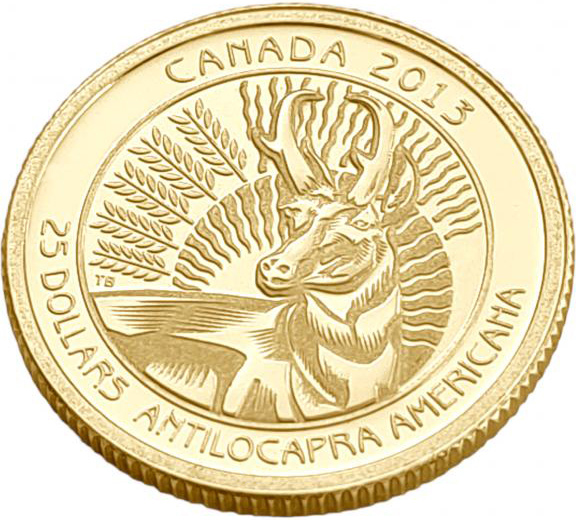 картинка Канада. 25 долларов 2013 г. Золото. 7.77 г*0.999 0.25 oz. Американская Антилопа! от магазина Одежда+